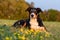 Portrait of cute dog outdoors, Appenzeller Sennenhund