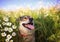 Portrait of cute dog with pretty open mouth and looking up at meadow with Daisy flowers Sunny day in summer