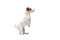 Portrait of cute dog, puppy of Jack Russell Terrier standing on hind legs, following commands isolated over white studio