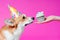 Portrait of a cute dog welsh corgi pembroke, dressed in a festive cap, reaches nose for a happy Birthday cake from her owner, on a