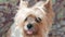 Portrait of a cute dog Yoksher terrier breed. Pets and animal care theme. Brown dog at home. selective focus, shallow depth of fie