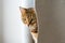 Portrait of a cute domestic Bengal cat in a house with a blurry background