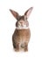 Portrait of a cute domestic rabbit