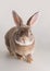 Portrait of a cute domestic rabbit