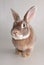 Portrait of a cute domestic rabbit