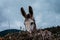 Portrait of a cute donkey hiding the face behind a pile of twigs