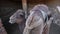 portrait of cute dromadery camel looking at camera.