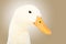 Portrait of a cute duck