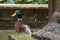 Portrait of a cute duck taking bath.