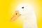 Portrait of a cute duck on yellow background