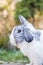 Portrait of a cute dutch rabbit