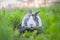 Portrait of a cute dutch rabbit, adorable bunny