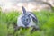 Portrait of a cute dutch rabbit, adorable bunny