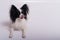 Portrait of cute eared dog Spaniel Continental Papillon on a white background