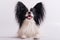 Portrait of cute eared dog Spaniel Continental Papillon on a white background