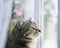 Portrait of a cute edgy cat sitting on a window surrounded by white tulle and dreamy looking outside