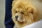 Portrait of a cute endearing Chow-Chow dog