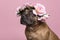 Portrait of a cute English Stafford Terrier looking away wearing a flower wreath on a pink background