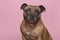 Portrait of a cute English Stafford Terrier looking at the camera on a pink background