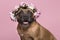 Portrait of a cute English Stafford Terrier looking at the camera wearing a flower wreath on a pink background