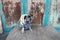 Portrait of a cute and fat pug dog, sleepy, funny posture  The background of the old style wooden door