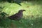 Portrait of cute female mother blackbird carrying maggot in her beak to her babies