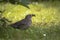 Portrait of cute female mother blackbird carrying maggot in her beak to her babies