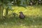 Portrait of cute female mother blackbird carrying maggot in her beak to her babies