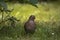 Portrait of cute female mother blackbird carrying maggot in her beak to her babies