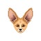 Portrait of cute Fennec Fox.
