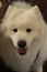 portrait of a cute fluffy furry happy Samoyed male family pet dog posing in a park in winter, Victoria Australia