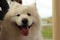 portrait of a cute fluffy furry happy Samoyed male family pet dog posing in a park in winter, Victoria Australia