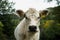 Portrait of a cute fluffy white cow Charolais in a farm in autumn