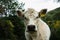 Portrait of a cute fluffy white cow Charolais in a farm in autumn