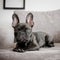 portrait cute french bulldog. High quality photo