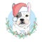 Portrait of cute french bulldog in red christmas hat on blue background. Vector illustration. Santa Claus. New Year`s