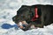 Portrait of cute funny black labrador dog playing happily with toy outdoors in white fresh snow on frosty winter day