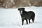 Portrait of cute funny black labrador dog in white fresh snow on frosty winter day