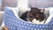 Portrait of a cute funny black and white cat with yellow eyes, lying in a blue pet bed.