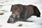 Portrait of cute funny chocolate labrador dog playing happily with toy outdoors in white fresh snow on frosty winter day