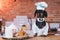 Portrait of a cute funny dachshund dog, black tan, in kitchen cooking or eating on table with white chef hat