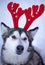 A portrait of a cute and funny malamute in a costume of Santa Claus`s deer