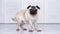 Portrait cute funny pug dog looking at camera on grey background at home