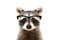 Portrait of a cute funny raccoon wearing glasses