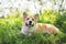 Portrait of cute funny red dog Corgi puppy sitting on background of flowering shrubs in spring clear may garden