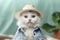 Portrait of Cute Furry White Cat Wearing Shirt and Hat Looks Stylish and Fashionable
