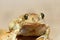 Portrait of cute garlic toad