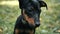 Portrait of Cute german pinscher dog looking at the camera outdoor on the grass in slowmotion