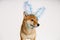 Portrait of cute ginger dog on white background with blue christmas bunny ears.