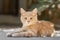 Portrait of cute ginger kitten lying in the yard, cat walking outdoors, lovely pets on nature